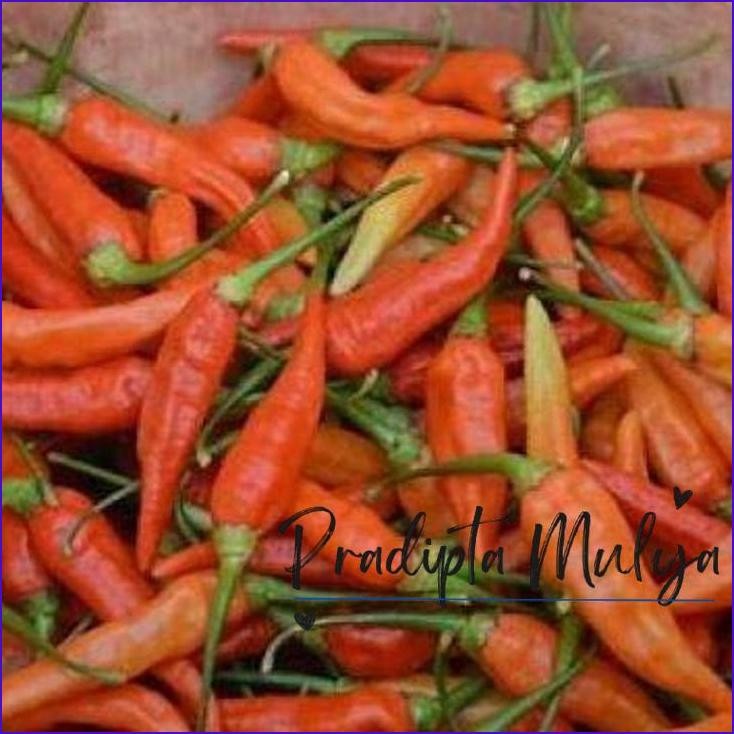 

Asli..! Cabai Rawit Merah 500 Gram