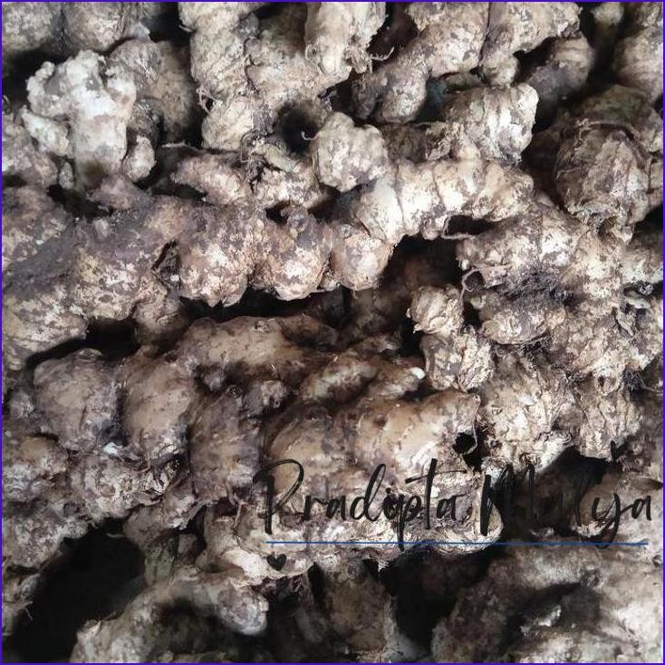 

Langsung Gas.! Jahe Emprit Segar - Jahe Emprit Lokal 500Gr