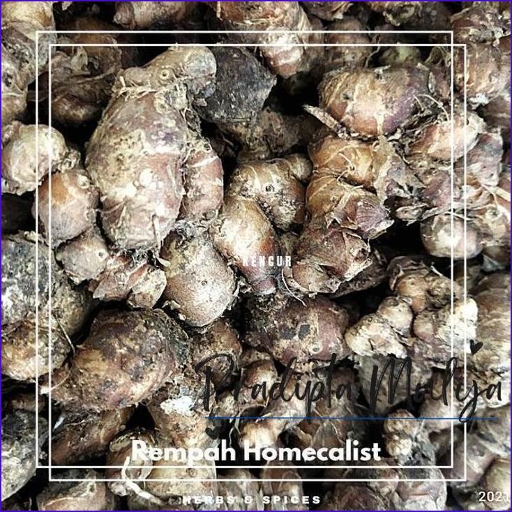 

Yok Di Co.! Kencur Segar 500Gram Kencur Spices