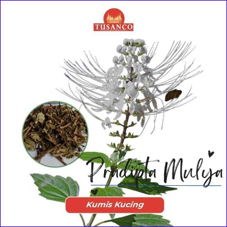 

Ready..!! Daun Kumis Kucing Tusanco 500 Gr