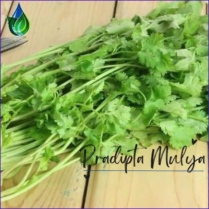 

Langsung Gas.! Daun Ketumbar/Wansui 250Gr