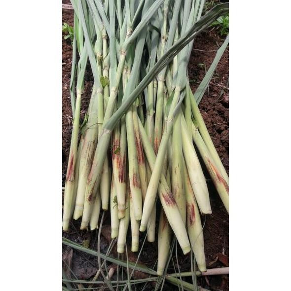 

TERUBUK TRUBUK TURUBUK ENDOG TIWU BUNGA TELUR TELOR TEBU (MINIMAL ORDER 1KG)