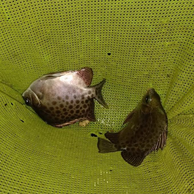 

IKAN KIPER KETANG AIR TAWAR