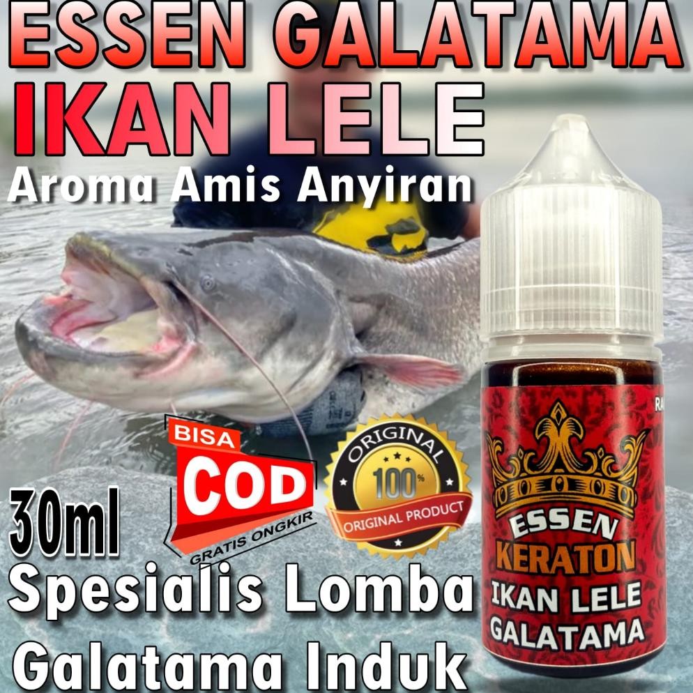 Keraton Essen Galatama Ikan Lele Paling Gacor, Essen Spesialis Galatama Lele Terbaik, Essen Ikan Lel