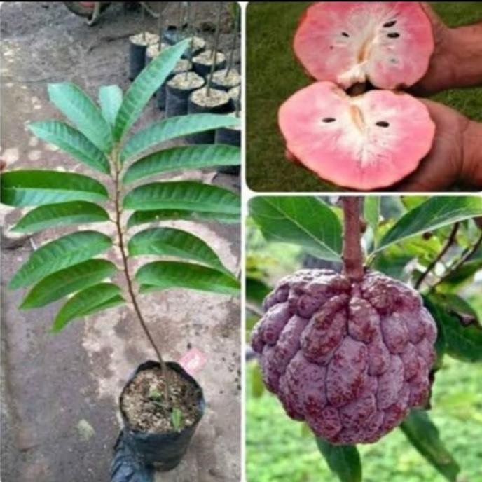 Bibit Tanaman Buah Srikaya Merah Jumbo ATV