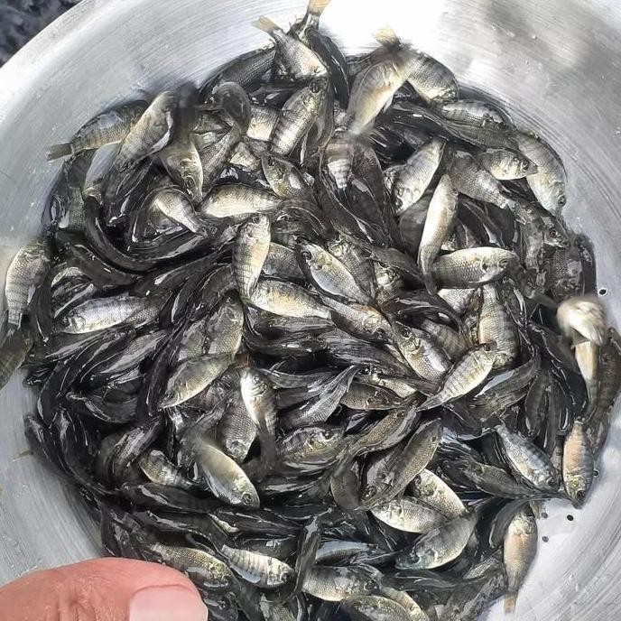 Bibit Benih Ikan Mujair Nila Hitam Nirwana 1 Liter - Gratis Pelet