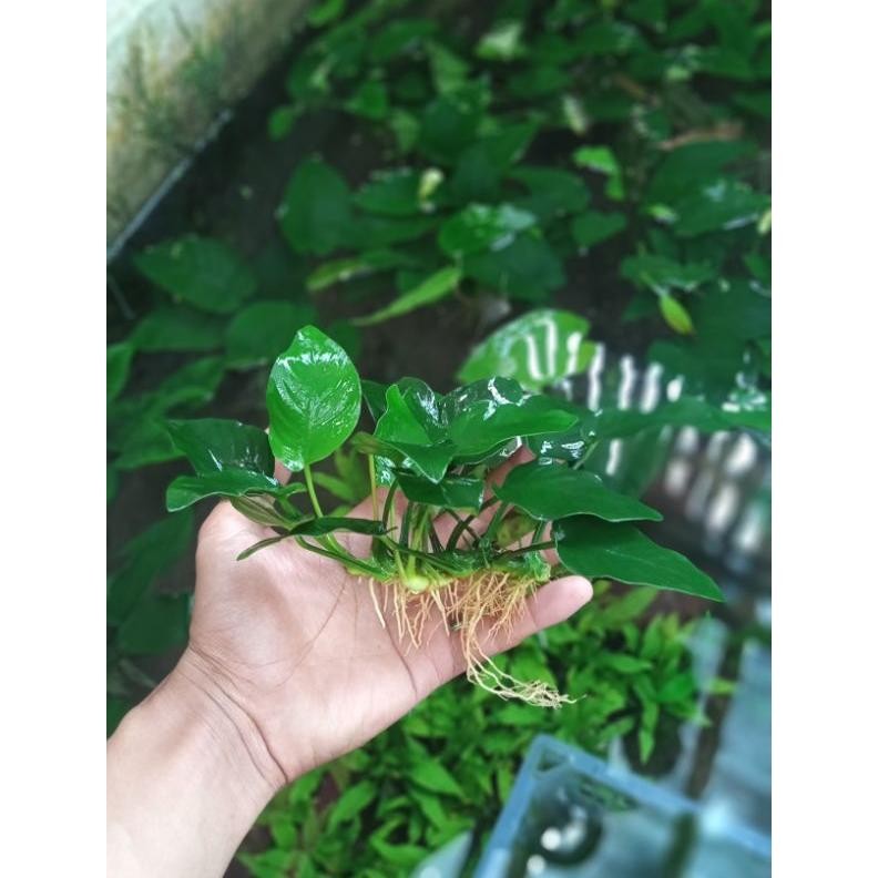 Anubias Nana mp jumbo Tanaman Aquascape AST