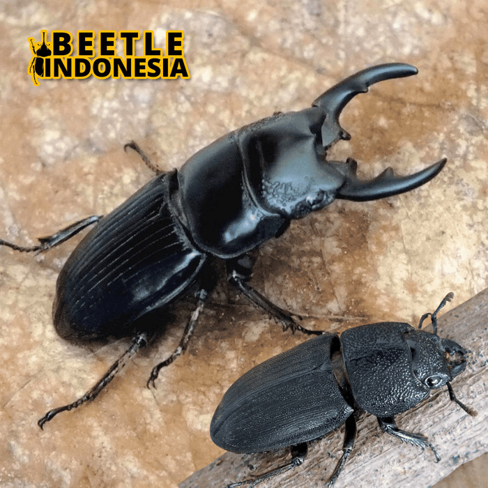 kumbang capit hidup, Aegus chelifer