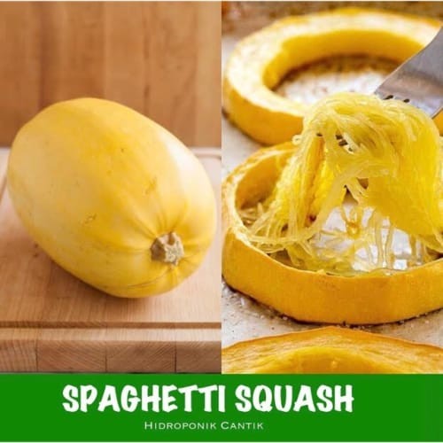 

Spaghetti Squash Berkualitas