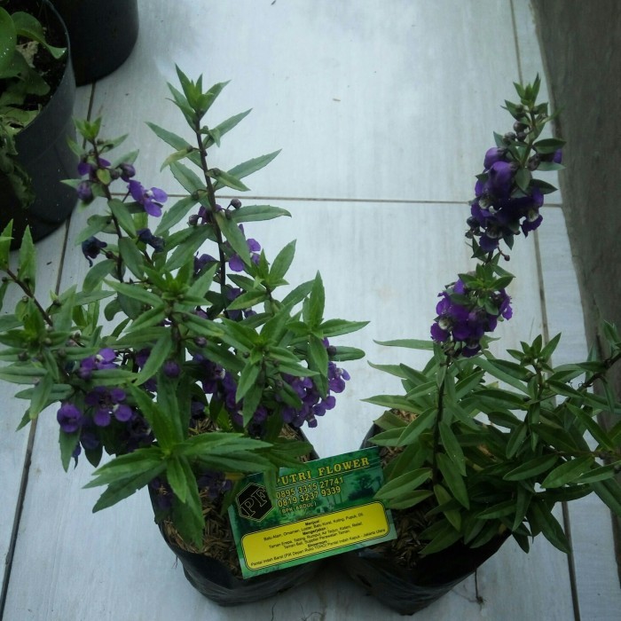 

terbaru NEW Readyy paket 2 lavender ungu