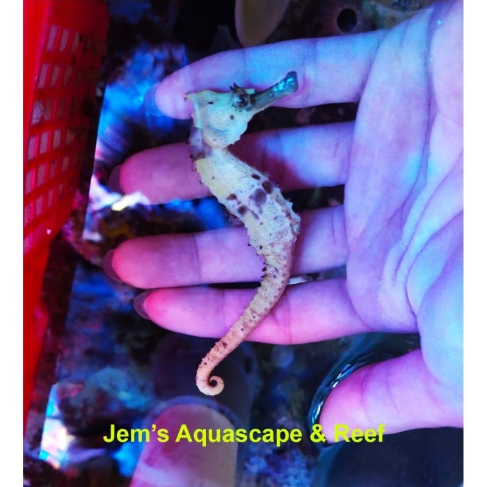 Kuda Laut Kuning (Yellow Sea Horse)