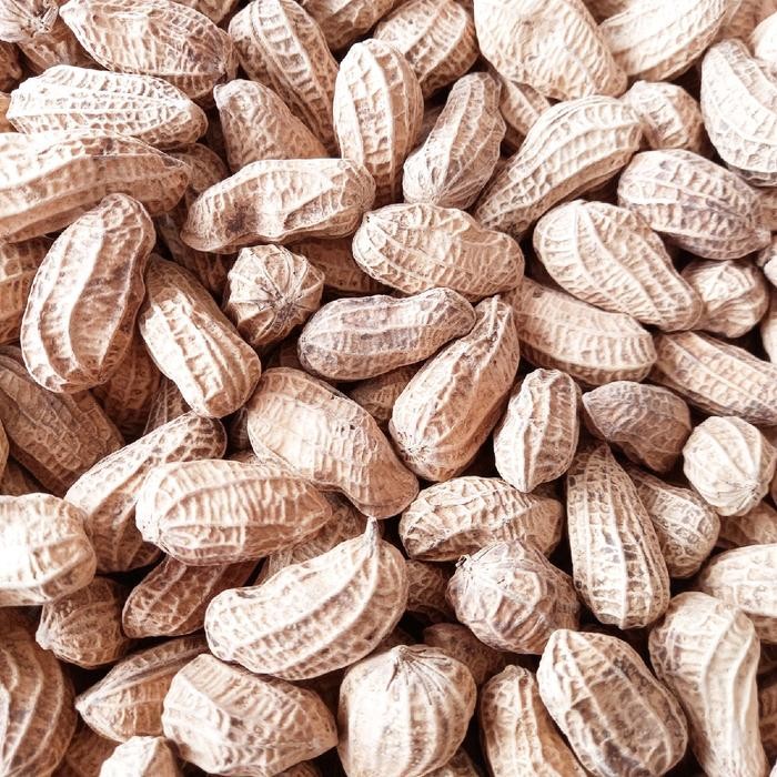 

terbaru !!! kacang sangrai khas curup 1 kg ready