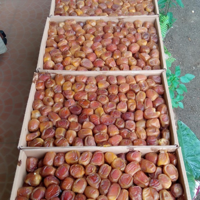 

kurma sukari 3kg al qosim