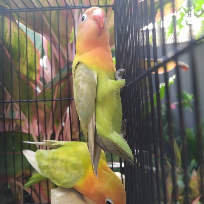 Burung Lovebird Lakbet Paud Pasjo Sepasang Paud #Gratisongkir #Sale #Discount