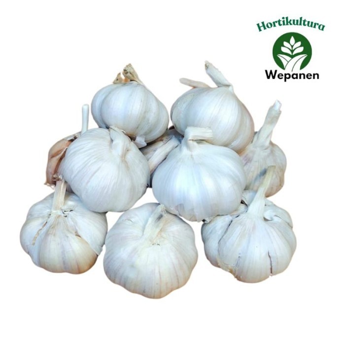 

TERLARIS BAWANG PUTIH SINCO BANCI 1KG MURAH!!! MURAH