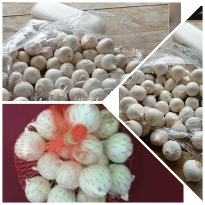 

TERLARIS BAWANG PUTIH TUNGGAL / BAWANG PUTIH LANANG TUNGGAL 250GR MURAH!!! MURAH