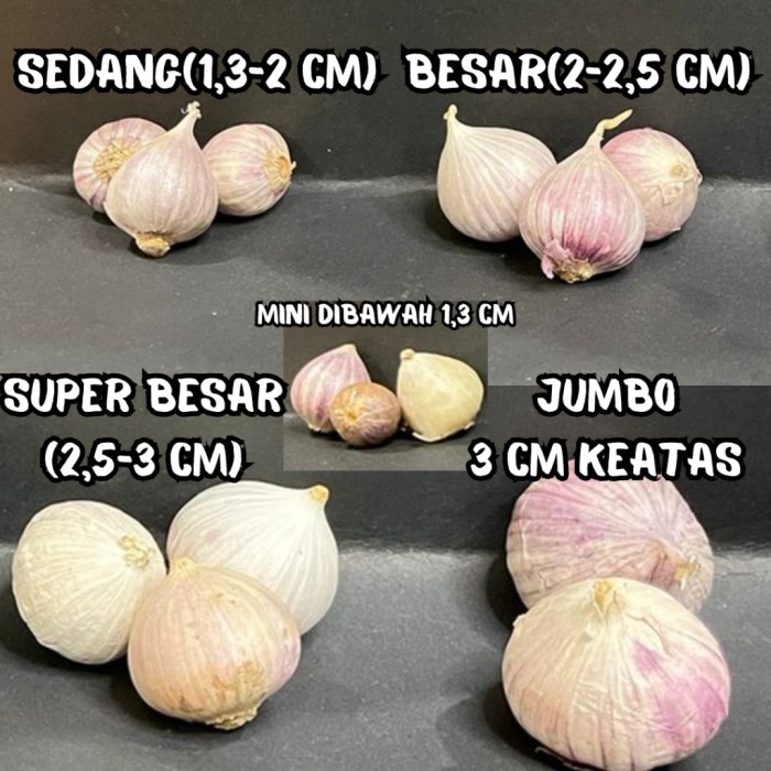 

TERLARIS BAWANG TUNGGAL GROSIR 5 KG BAWANG TUNGGAL SUPER FRESH IMPORT / BAWANG LANANG / SOLO GARLIC