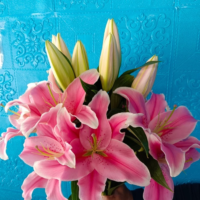 BUNGA LILY PINK ASLI FRESH