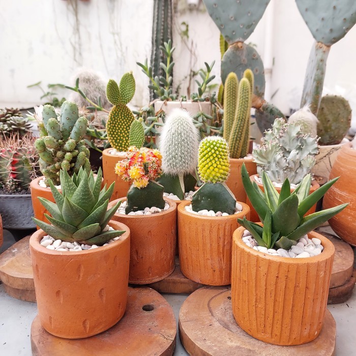 ASLI KAKTUS MINI SEKULEN (POT TERACOTTA, MEDIA TANAM, DAN BATU HIAS) KODE 72