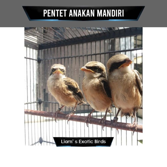 Burung Pentet Cendet Jatim Anakan/Lolohan