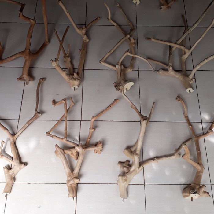 Kayu kopi tangkringan