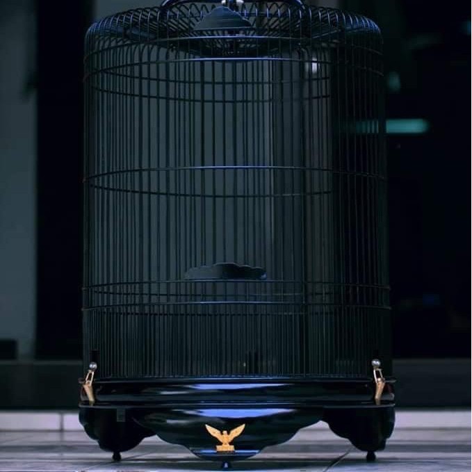 SANGKAR KANDANG MURAI RADJA BLACK JACK