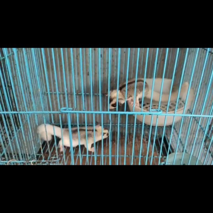 sugar glider mozaic joey