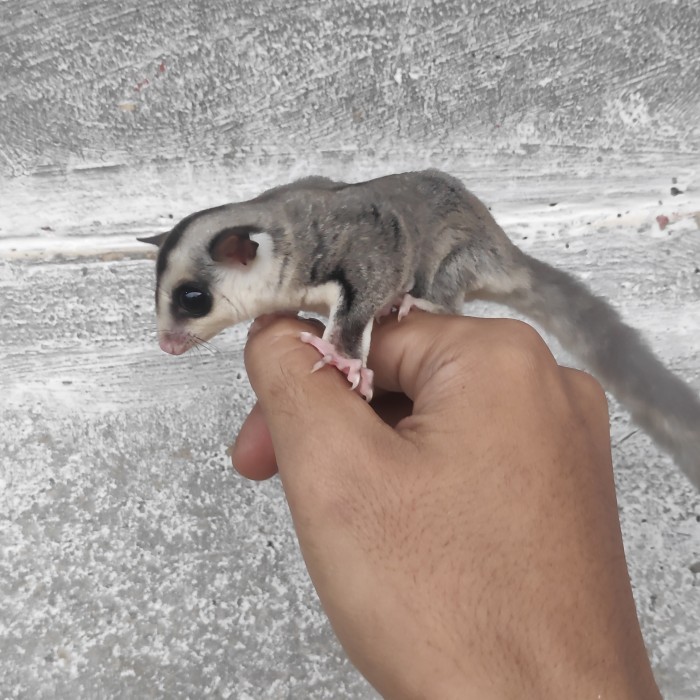 Sugar Glider Joey White Face/WF