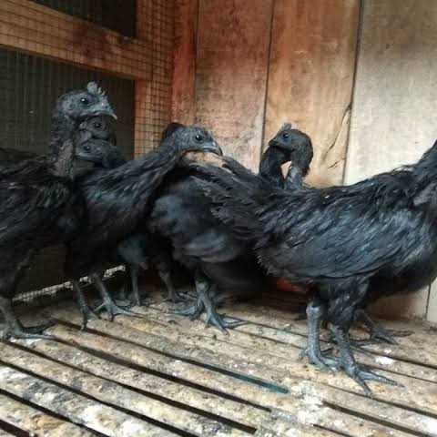 Ayam Cemani usia 2-3 bulanan - Ayam Cemani Asli