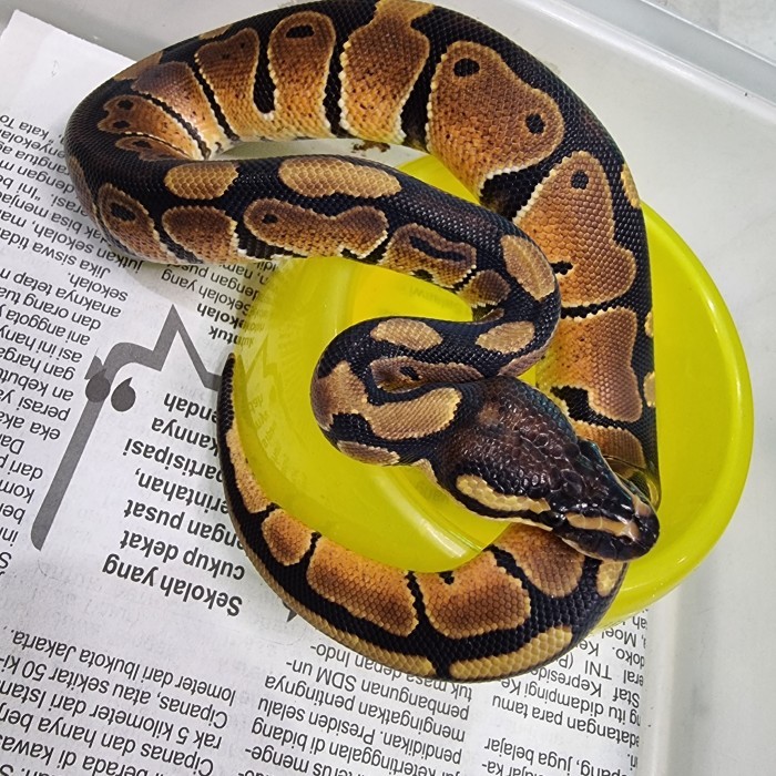 ball python normal