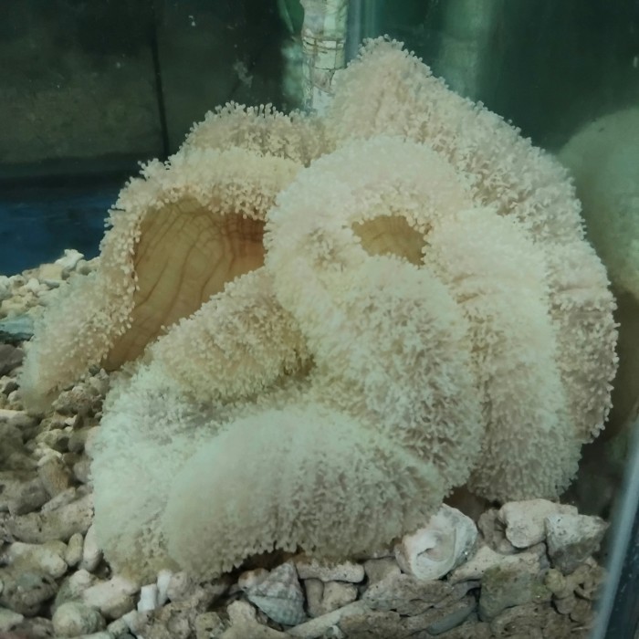 Anemon Karpet Terlaris