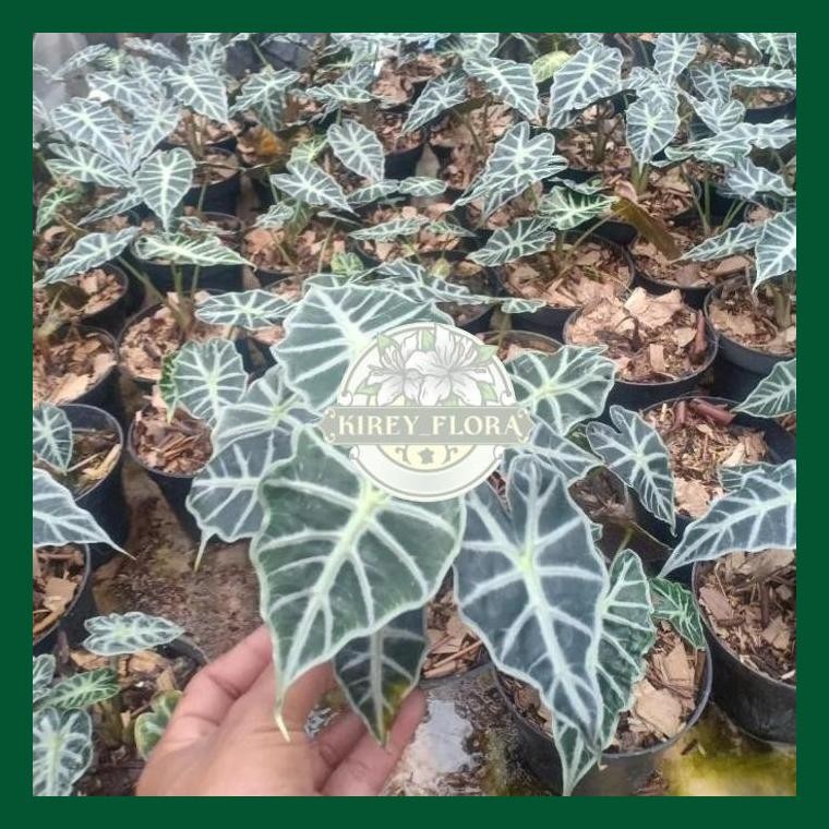 Tanaman Hias Alocasia Parasol - Alocasia Parasol Mini - Alocasia