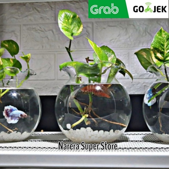 OBRAL Aquarium Kaca Bulat Toples 4 Liter Fish Bowl