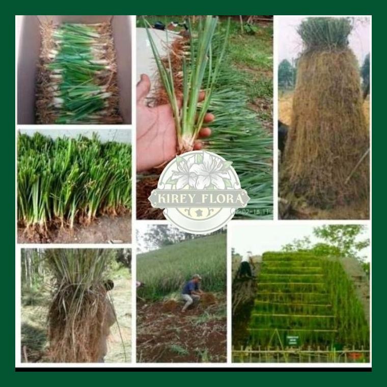Benih Rumput Vetiver 1Kg/Biji Rumput Vetiver