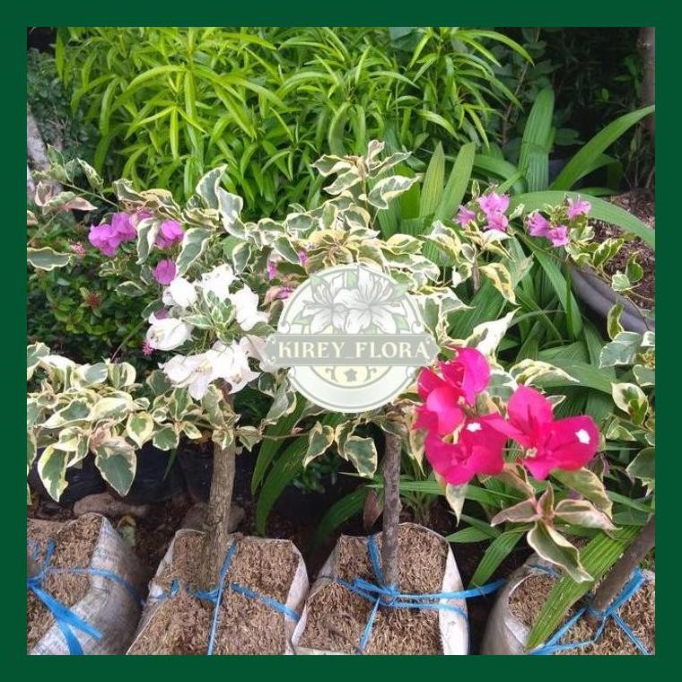 Bibit Tanaman Hias - Bougenville 2 Warna (Merah Putih)