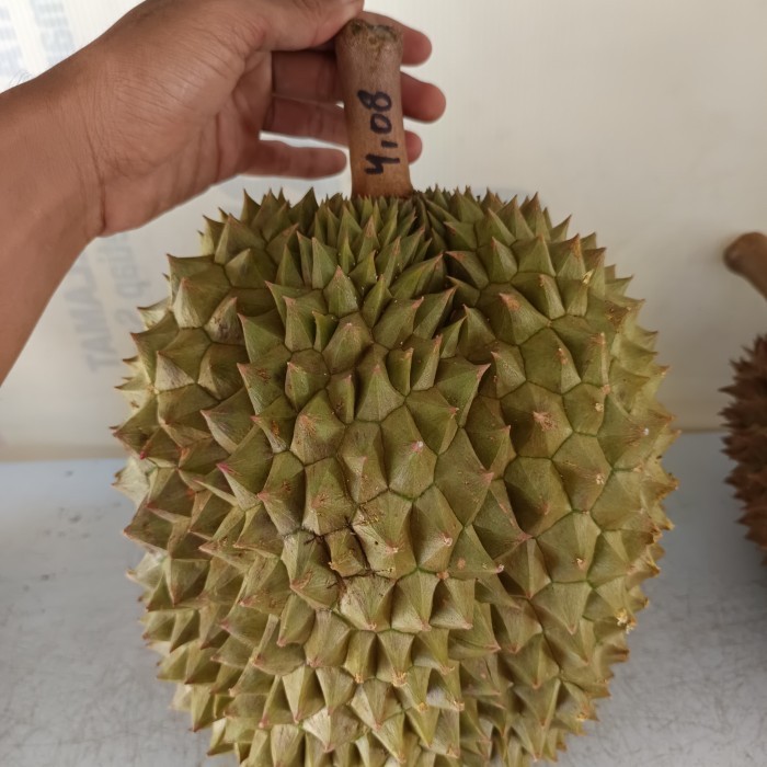 

durian bawor pesanan pak jerry