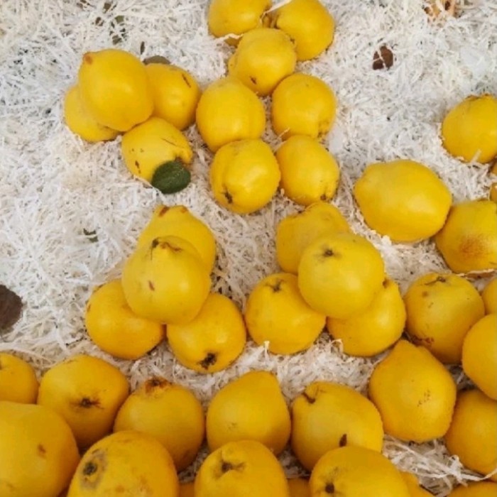 

Buah Quince Ayva Turki Buah Safarjal Buah Ayva Fresh Buah Ayva