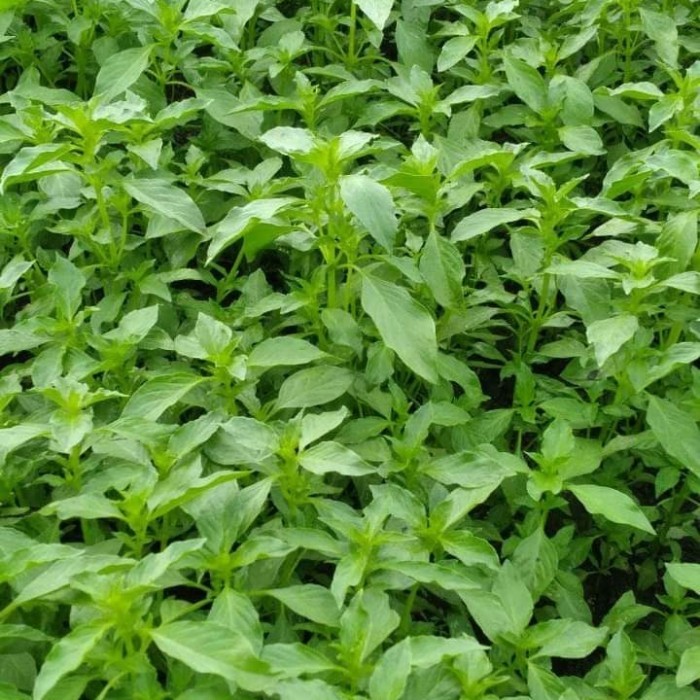 PROMO ~`~ Benih bibit kemangi lalapan berat 1kg ~~~