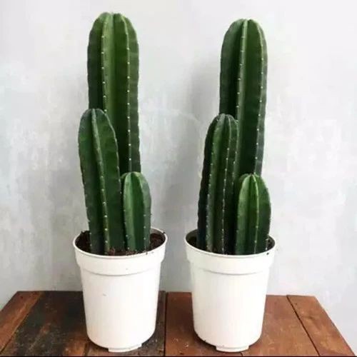 paket 3 kaktus koboi - pohon kaktus - kaktus belimbing