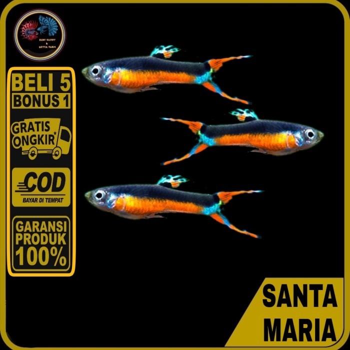 GRATIS ONGKIR Ikan Hias Endler Santa Maria akuarium