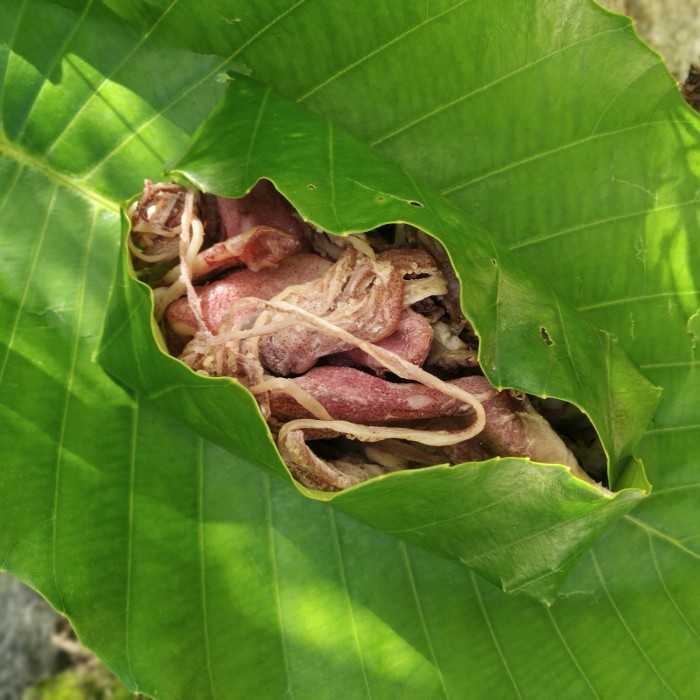 

Cumi Asin Garam alami