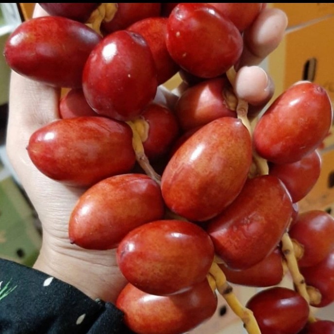 

Kurma Muda Merah Fresh kurma muda promil 500g