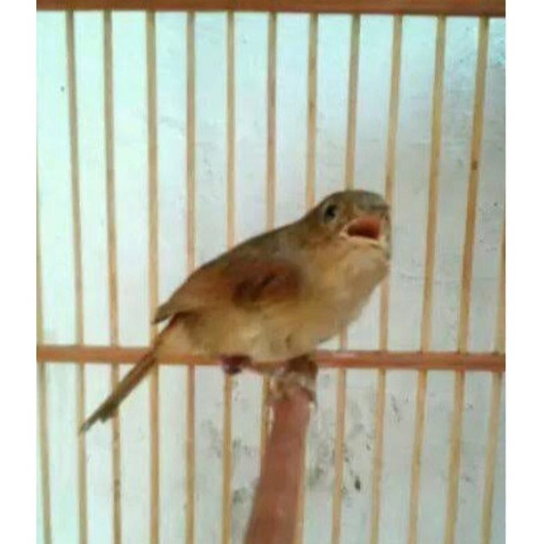 TERLARIS burung flamboyan/ transen pilihan jantan Ha-147