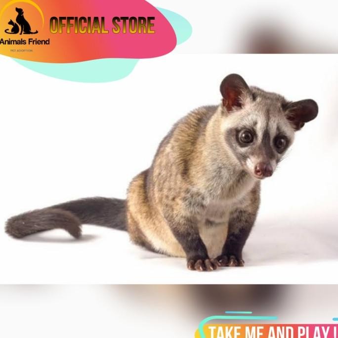 

MUSANG PANDAN / LUWAK