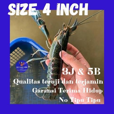 

Paket Indukan Lobster Air Tawar Isi 8 Size 4 Inch