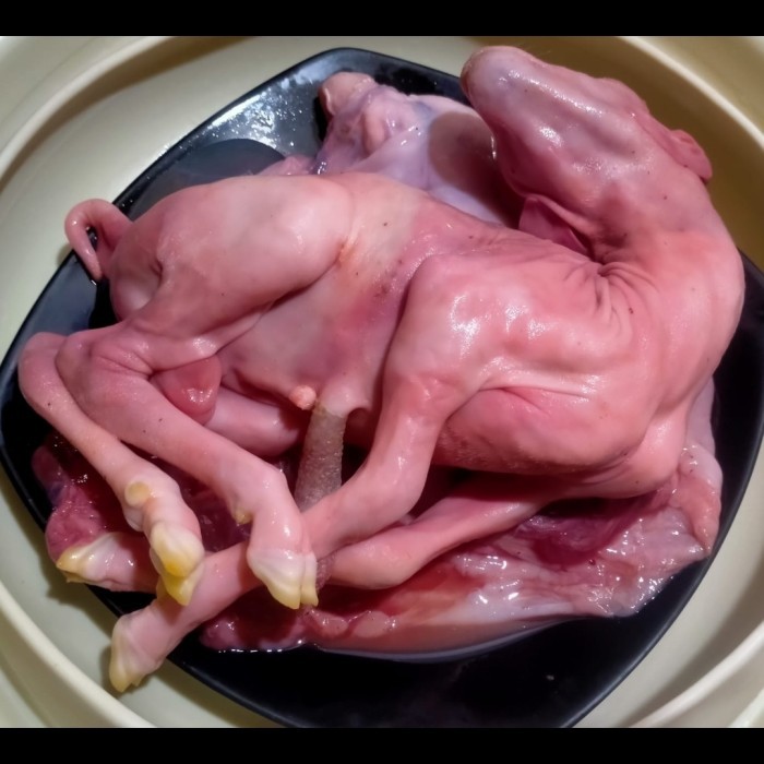 Janin Domba/Kambing 1 ekor