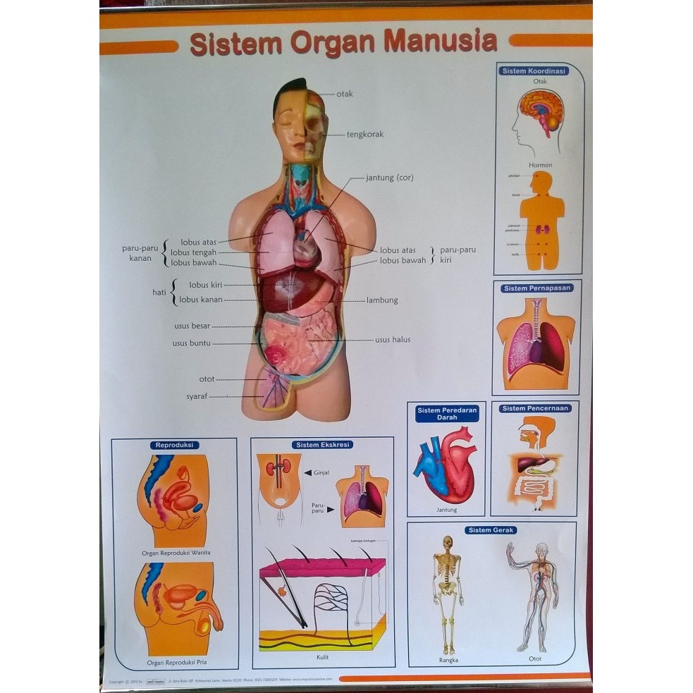 

Alat peraga Poster Sistem Organ Manusia