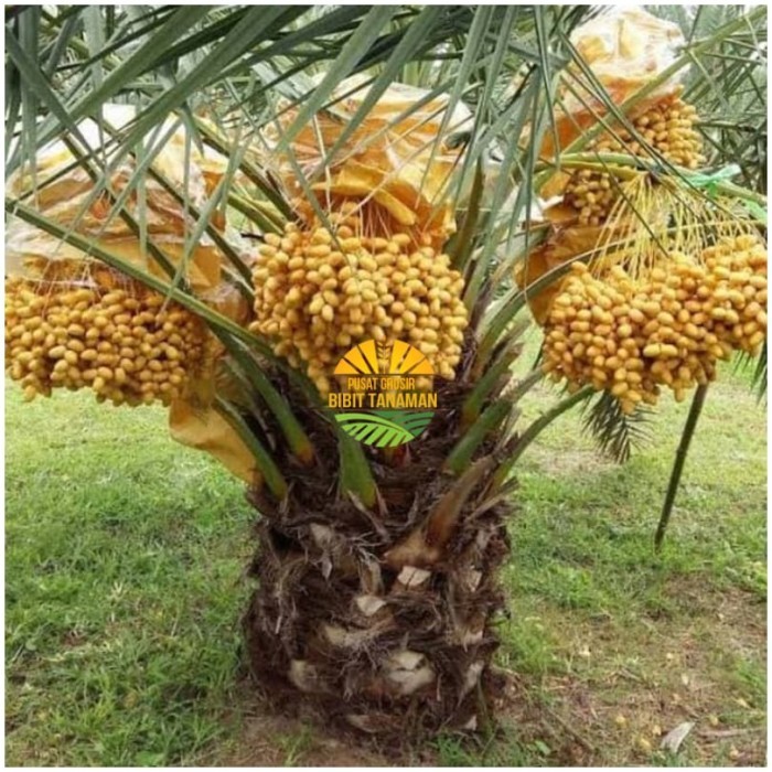 

Paket 10 bibit kurma kl1 super