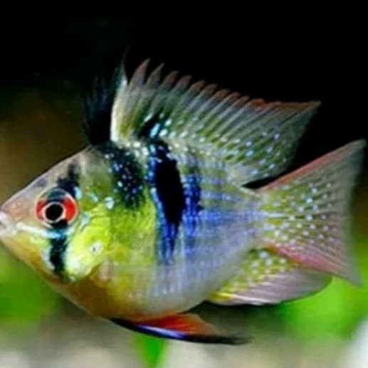 Ramirezi Ballon German