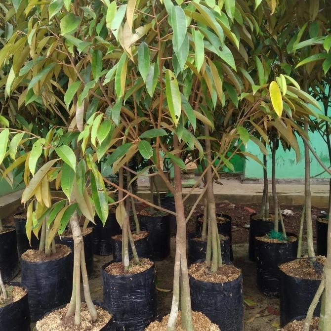 Bibit pohon Durian Musang king super kaki 3(1,5 Meter) batang besar